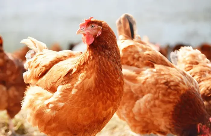 Detectan primer caso humano de influenza aviar AH5N1 en Latinoamérica