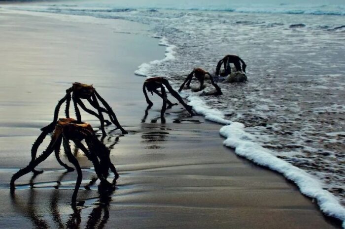 ¿Trípodes? La verdad detrás de las ‘criaturas’ fotografiadas en Sudáfrica