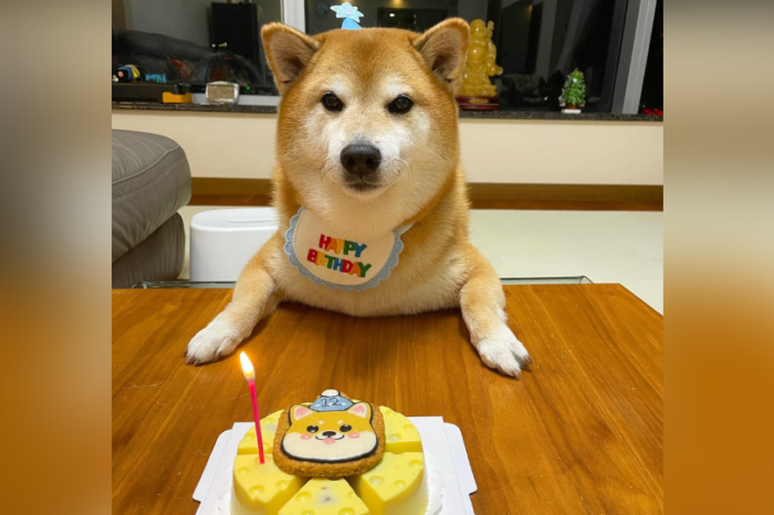 Cheems, el perrito de los memes, celebró sus 12 años de vida