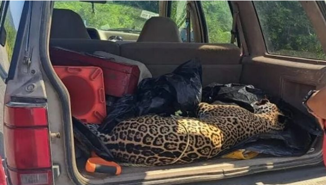 Encuentran a jaguar muerto en carretera de Tamaulipas; habría sido atropellado