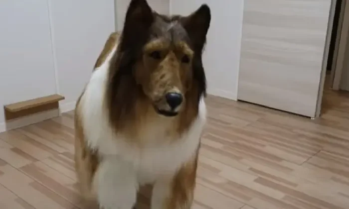 Gastó más de 15 mil dólares para convertirse en perro y ahora es un border collie