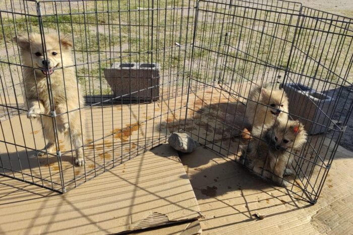 Habrá multas de 2 mil pesos por vender mascotas en vía pública