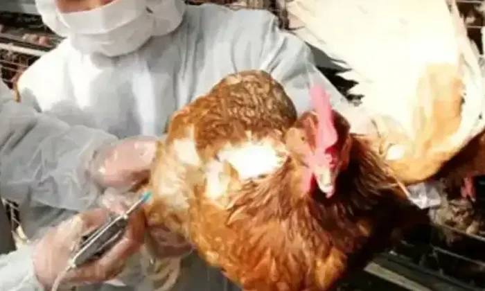 Guatemala declara alerta sanitaria tras detectar casos de influenza aviar