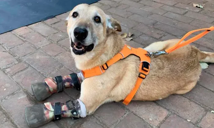 Pay de Limón, el perrito mutilado por el narco que ya es toda una celebridad