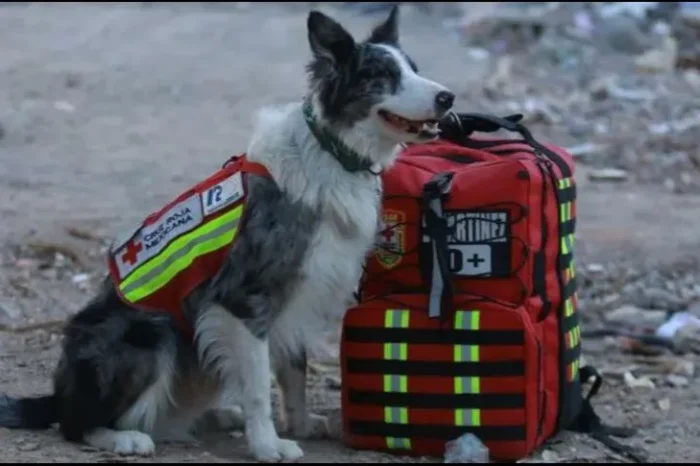 Balam, perrito mexicano, encuentra con vida a persona bajo los escombros en Turquía
