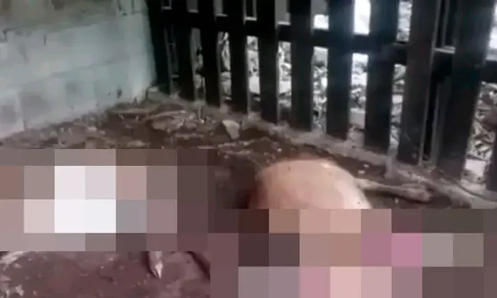 ¿Chupacabras en Altamira? “Extraño” animal mata a dos borregos￼