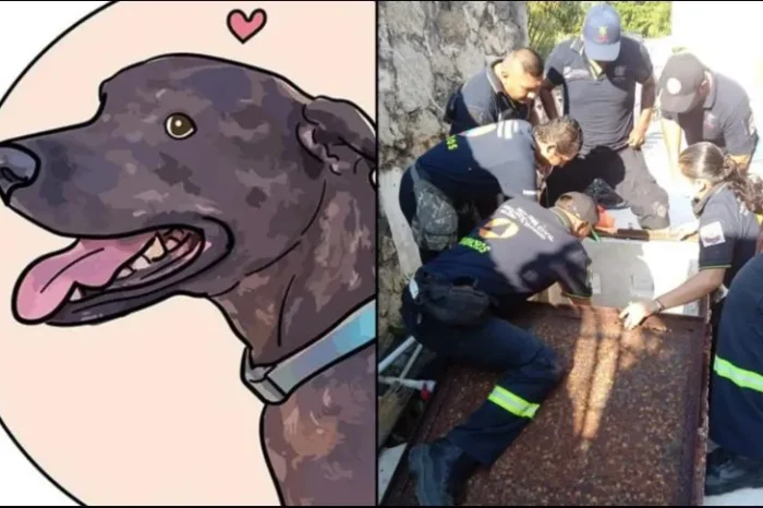 Perra 'Carey' rescata a adulto mayor tras estar 4 días atrapado, en Acapulco￼