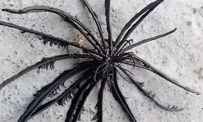 Captan inquietante criatura que apareció en costas de Tailandia￼