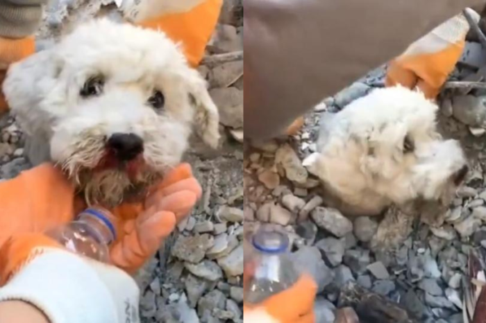 Rescatan a perrito atrapado bajo escombros en Turquía