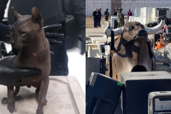 Animales exóticos y un toro mecánico’: Esto encontraron en el Cereso de Cd. Juárez