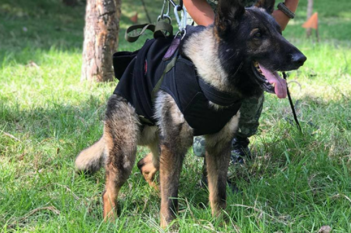 Con corrido rinden homenaje a Proteo, el perrito rescatista que murió en Turquía