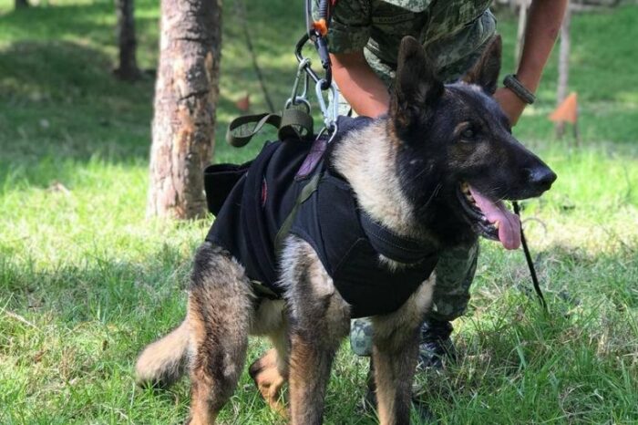 Proteo, perro rescatista, tendrá monumento en Turquía