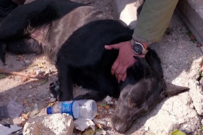 Perrita espera que rescaten a su dueña atrapada entre los escombros en Turquía