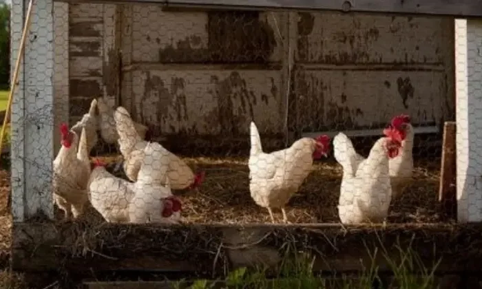 Gallinas tienen frío y ponen menos huevos, por eso está caro: Profeco