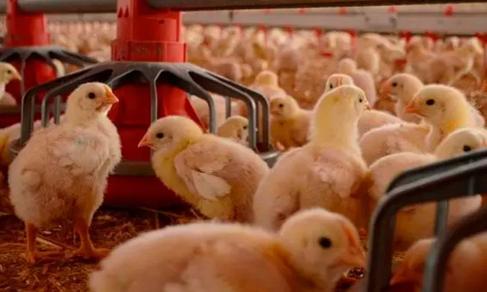 Tamaulipas sigue libre de gripe aviar￼