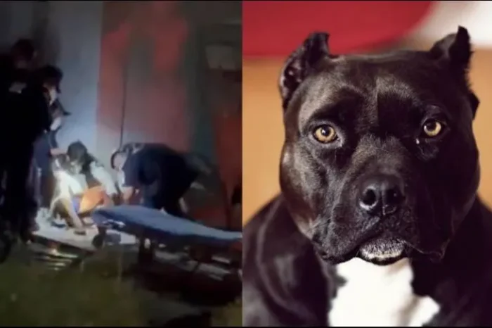 Perros Pitbull atacan a presunto ladrón y lo lesionan en Mérida