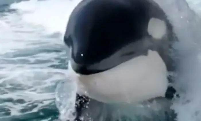 Captan a orca nadando y jugando en aguas de Sonora￼