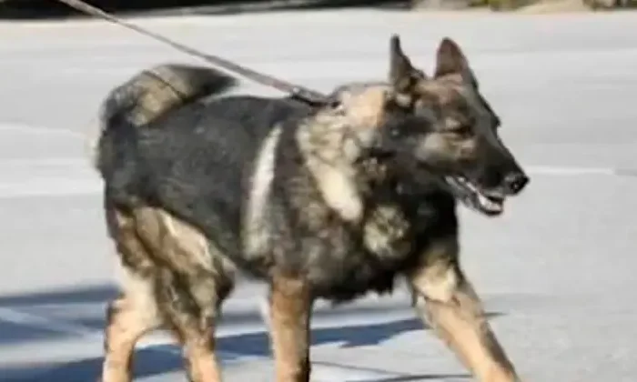 Diseñador turco rinde homenaje a ‘Proteo’, el perro rescatista