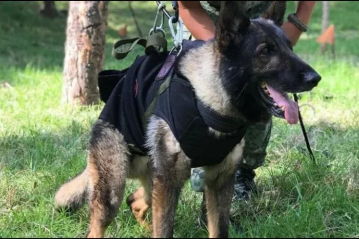 Turquía agradece a Potreo, perro rescatista de México, con emotivos mensajes￼