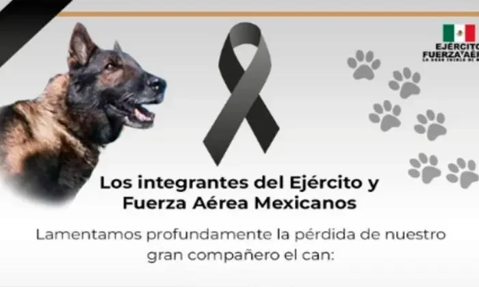 Proteo, perro rescatista de México muere en Turquía