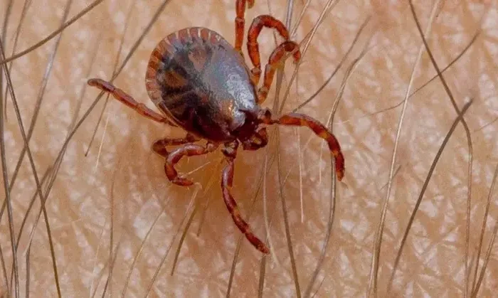 Picadura de garrapatas ha matado a seis en Nuevo León￼