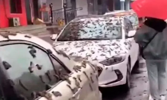 Misteriosa “lluvia de gusanos” aterra en China￼