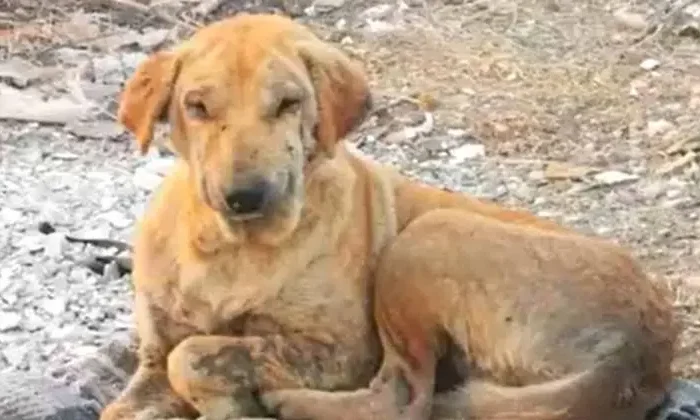 Mueren decenas de ‘lomitos’ en incendio de basurero￼