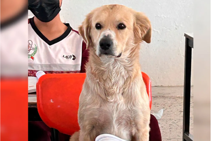Nacho, el perrito que se convirtió en un estudiante de secundaria en Durango