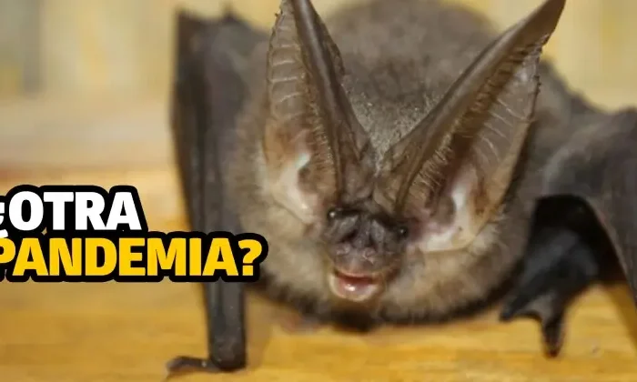 Descubren virus similar al Covid-19 en murciélagos de Reino Unido