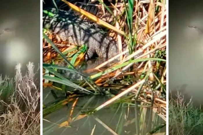 Cocodrilo es captado en arroyo ¡de Nuevo Laredo!￼