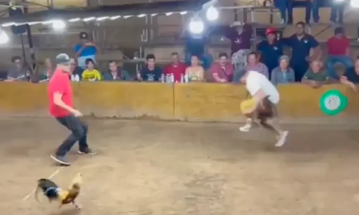 VIDEO: Gallo de pelea se lanza a navajazos contra su entrenador