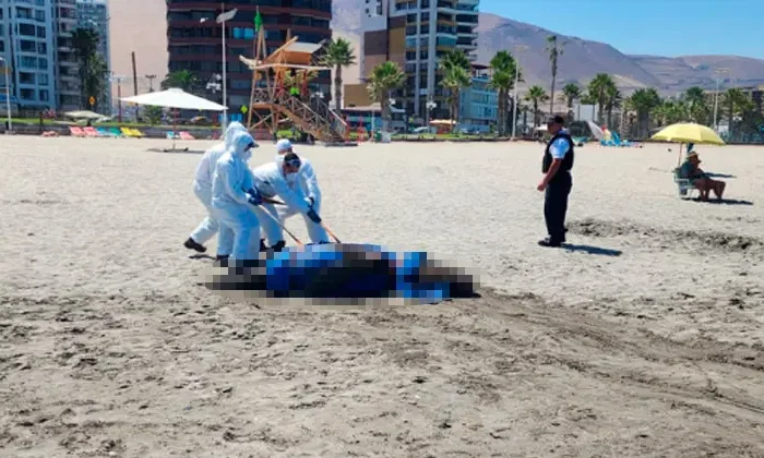 Hallan muertos a mil 535 lobos marinos y 730 pingüinos por gripe aviar