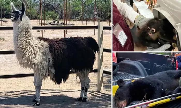 Aseguran desde jirafas y osos hasta canguros