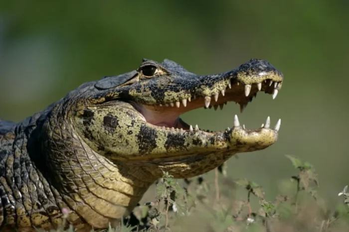 Niño de 2 reportado como desaparecido es encontrado dentro de la boca de un caimán