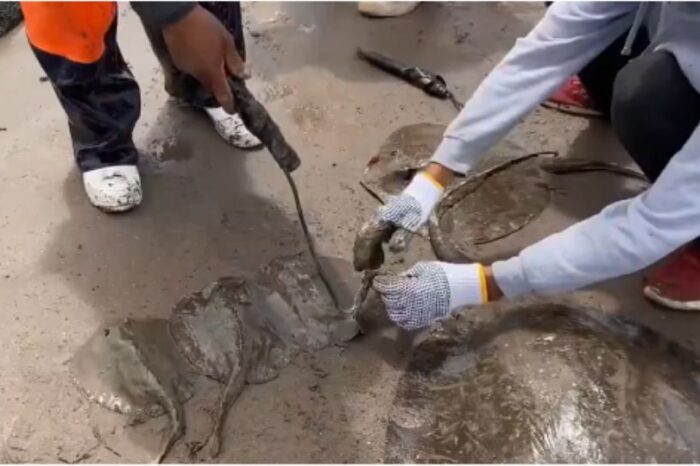Funcionaria manda cortar aguijón de mantarrayas 'para proteger a turistas'