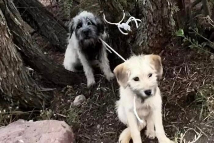 Rescatan a perritos abandonados en cerro de Pachuca