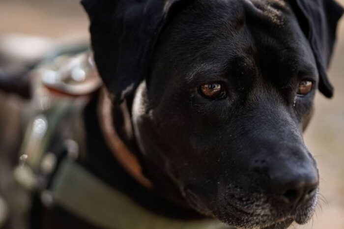 Conoce a Cuco, el perrito que llegó junto a una caravana migrante a un hospital del IMSS
