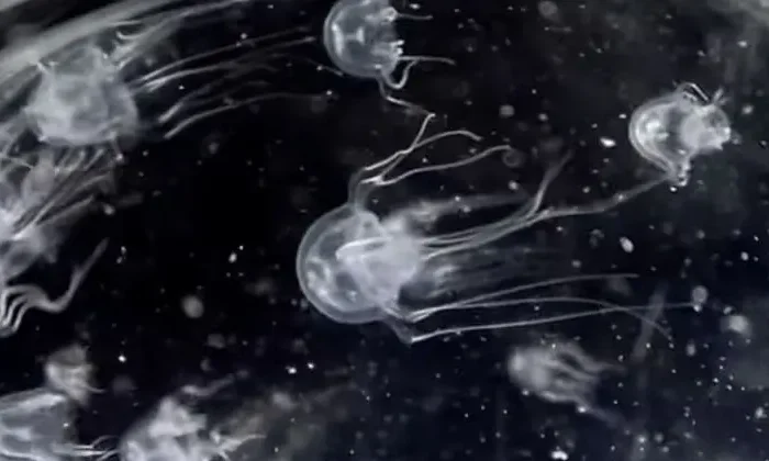 Hallan misteriosa criatura de 24 ojos en China