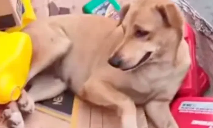 “Es mi compañera, me ama”: Recolector de basura rechaza vender su perrita