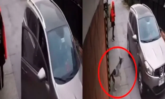 Perrito callejero salva a una joven de ser secuestrada