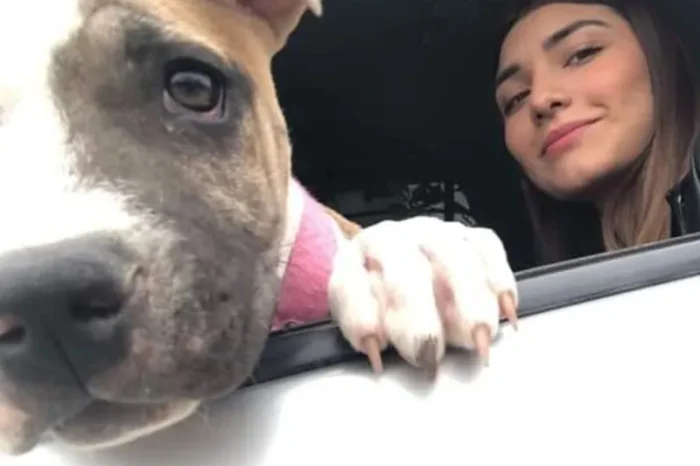 Muere de tristeza perrita de Alma, joven tamaulipeca que falleció en accidente carretero 