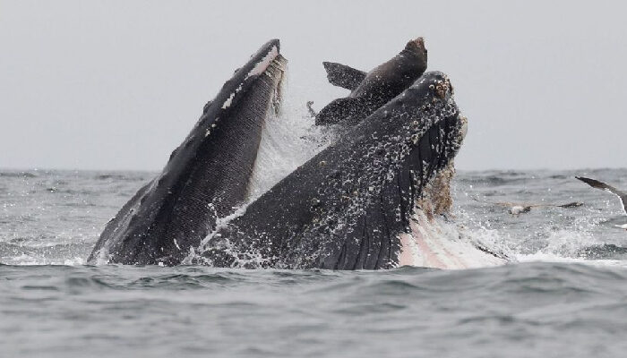 Ballena jorobada se “traga” a pescador y logra salir vivo de milagro