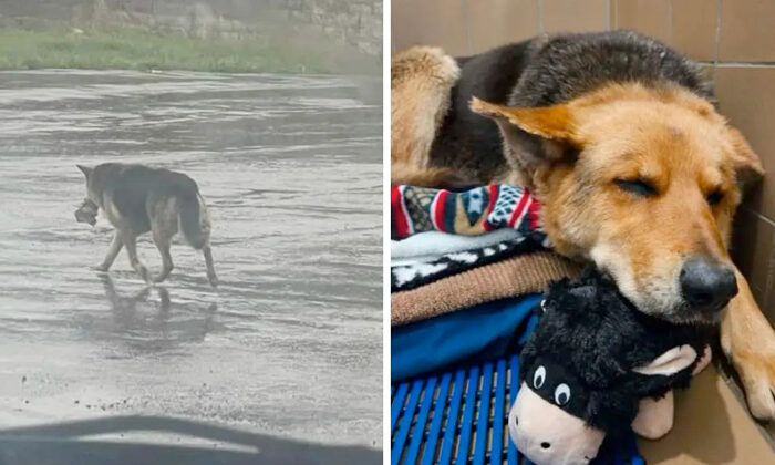 Salvan a perrita que vagó por meses con peluche en el hocico tras muerte de su amo