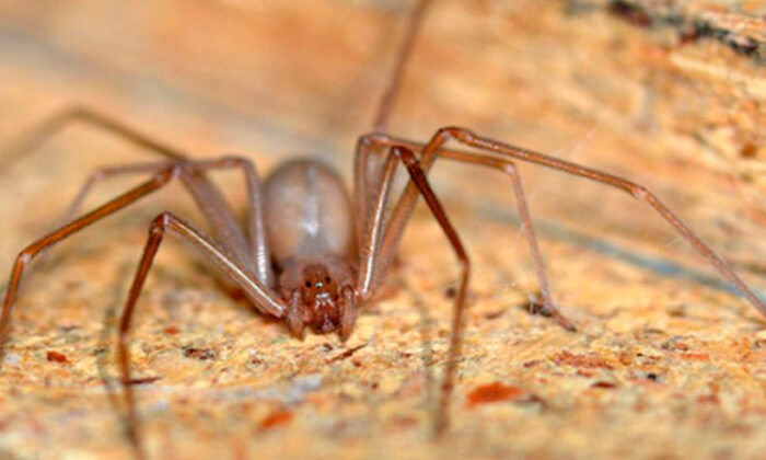 Inicia temporada de araña violinista: ¿qué hacer si te pica?