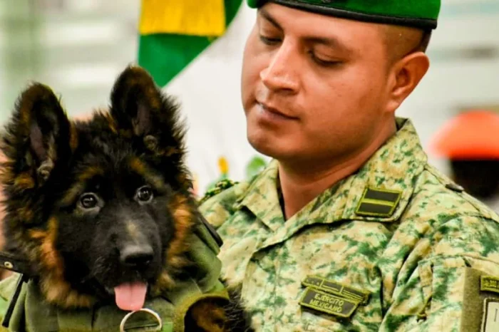 Así fue recibido el perrito turco que honrará el legado de Proteo