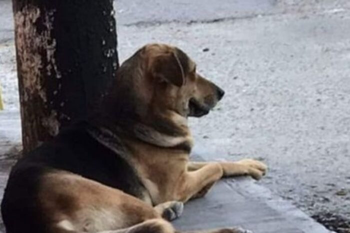 Matan a perrito por ‘robar’ pan en Chilpancingo; colectivos piden justicia