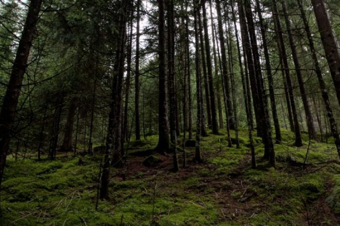 Hallan viva a niña después de 4 días desaparecida en bosque