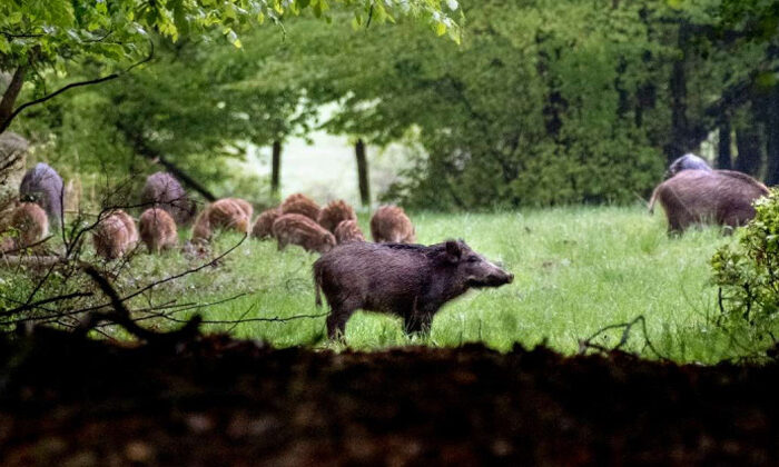 Cazador confunde a uno de sus amigos con un jabalí y lo mata