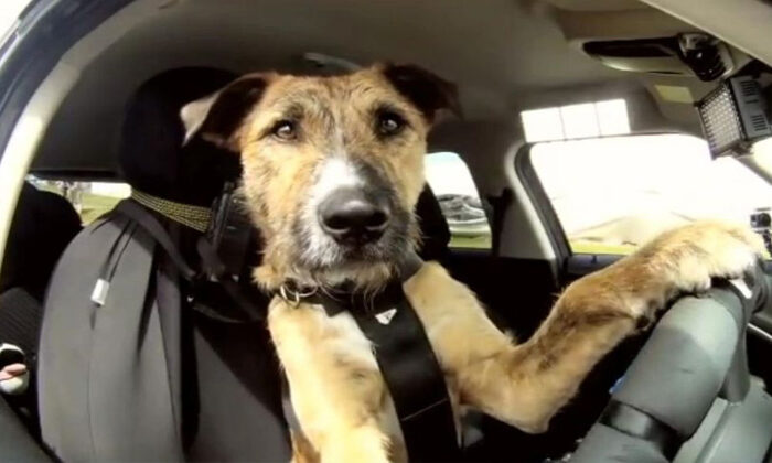 Borracho pone su perro al volante para evitar alcoholímetro