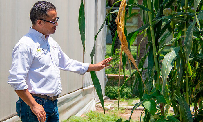 Obtiene UAT nueva variedad de maíz nativo